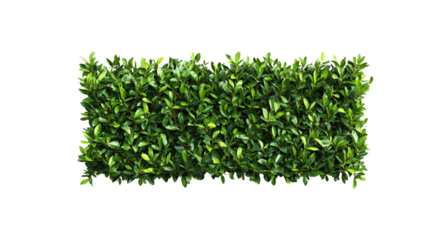 Lush Green Hedge, Top View, Isolated on Transparent Background
