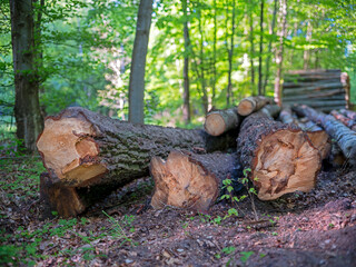 Logs of wood stacked in a pile cut in a coniferous forest. Spring season.	