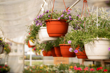 Hanging Flower Pots in a Greenhouse Displaying Blooms