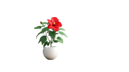 Obraz premium Vibrant Red Hibiscus Flower in a White Pot, Isolated on Transparent Background