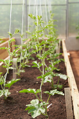 Vertical cultivation of melons in a greenhouse. A lot of watermelon bushes wrapped around a whip on the bed.