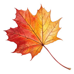 Fototapeta premium Maple leaf isolated on white background, Vibrant Autumn Maple Leaf Art