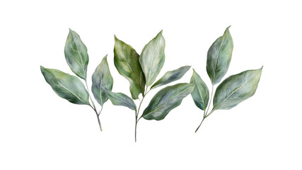 Naklejka premium Watercolor Painting of Elegant Green Leaves on Branches, Isolated on Transparent Background
