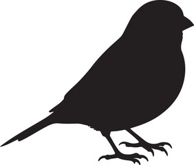 Canary