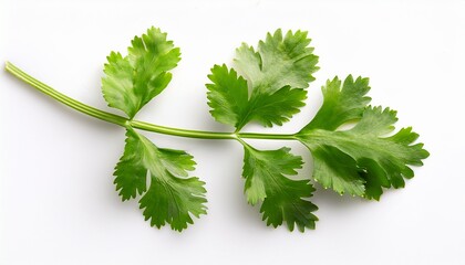 Fototapeta premium top view of coriander leaf isolated against a white backdrop flat lay
