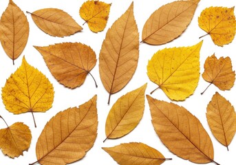 Fototapeta premium Collection of dried autumn leaves isolated on white background