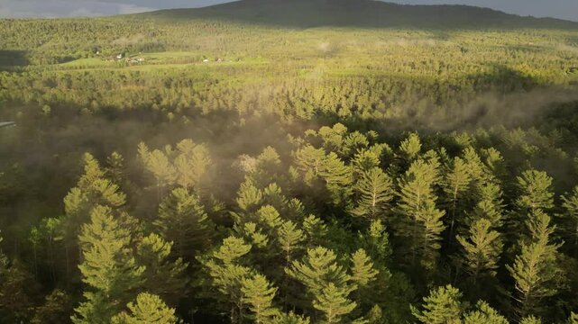 Aerial View Timelapse of Dense Pine Forest at Golden Hour in Maine
