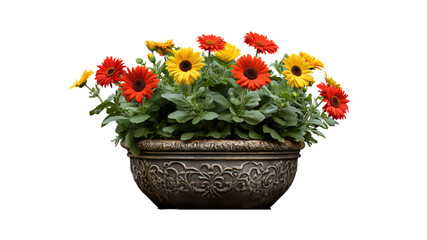 Obraz premium Vibrant Gerbera Daisies in Ornate Planter Pot