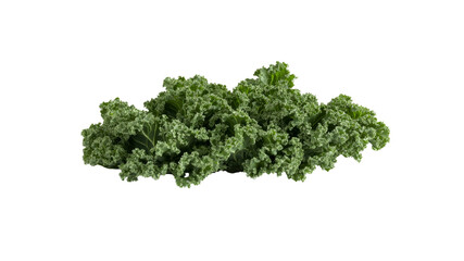 Obraz premium Fresh Organic Kale Leaves Isolated on Transparent Background