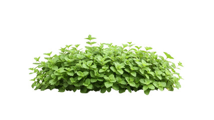Fototapeta premium Lush Green Mint Plant Bush Isolated on Transparent Background