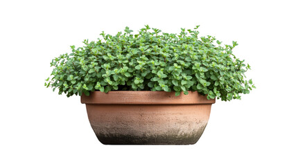 Lush Oregano Plant in Terracotta Pot - Fresh Herb in a Rustic Container