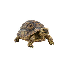 Small tortoise with a patterned shell, walking calmly on a white background.