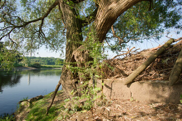 Peaceful river scene in summer