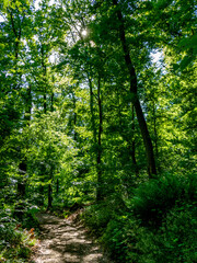 Waldweg im Frühjahr
