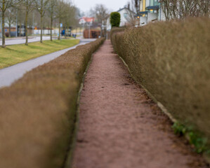 Hedge-lined pedestrian path with colorful houses.
