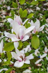 Beautiful magnolia flowers with soft white and pink petals blooming among green leaves in spring