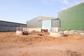 Cows in a farm yard
