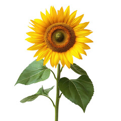 Obraz premium Sunflower flower yellow petals floral bloom blossom isolated black background on transparent background