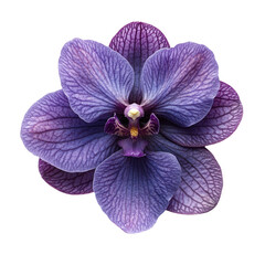 Close up of a beautiful purple orchid flower on a black background photo on transparent background