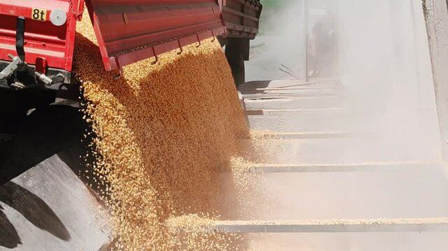 Unloading corn into the Corn silo