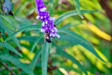 Bees on Mexican Bush sage.