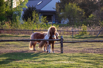 Naklejka premium Two small ponies in a wooden-fenced field during golden hour in countryside setting.Two Miniature Ponies in a Rural Paddock at Sunset.