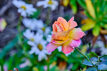 pink and yellow flower