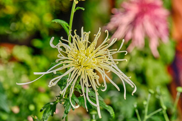 Close up of a yellow flower