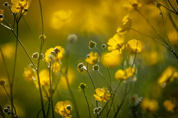 An atmospheric photograph of pretty buttercup flowers with evening sunshine