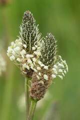 Closeup on a flowering ribwort, narrowleaf or English plantain Plantago lanceolata
