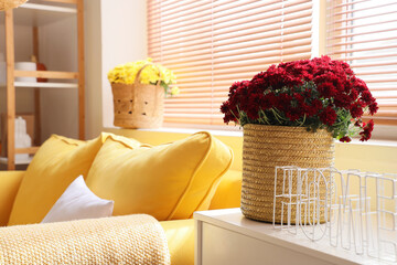 Beautiful chrysanthemum flowers on chest of drawers in living room, closeup