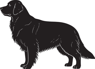 Golden Retriever dog vector silhouette on white background