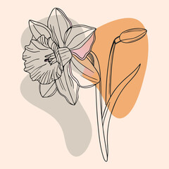 Delicate narcissus drawn with single elegant line on pastel background. Minimalistic beauty, fine contours, airy lightness.