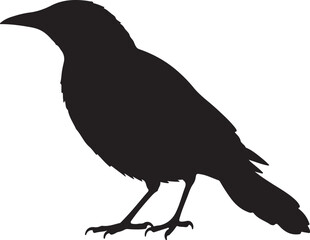Grackle bird vector silhouette on white background