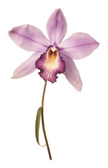 Fototapeta premium PNG Real Pressed a Laelia flower orchid photography.