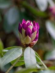 Obraz premium A vibrant violet rhododendron flower bud, tightly closed with rich purple hues and subtle lighter edges. The smooth, glossy surface highlights the freshness and natural beauty of the bud. 