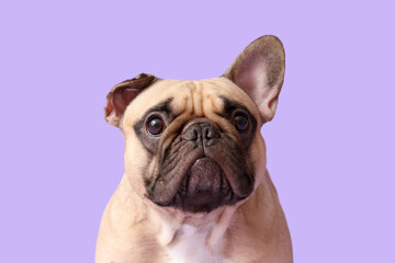Cute French bulldog on lilac background