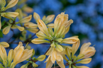 A bright yellow rhododendron flower stands out vividly against a soft blue background of forget-me-nots.