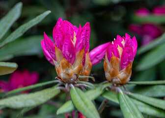 A vibrant violet rhododendron flower bud, tightly closed with rich purple hues and subtle lighter...