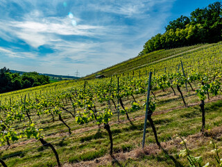 Weinberge mit S&uuml;dhang im Fr&uuml;hjahr