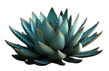  Realistic photo of a plant, a cactus with many leaves on a black background, 3D rendering, vector illustration, flat design,  