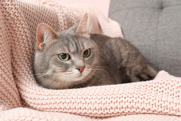 Adorable short-haired grey cat lying on plaid at home