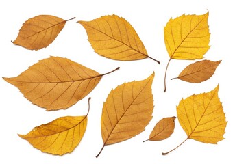 Fototapeta premium Collection of dried golden autumn leaves isolated on white