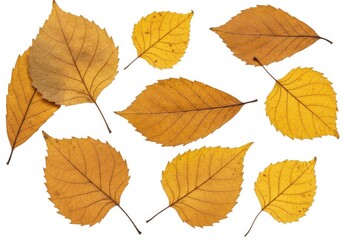 Fototapeta premium Collection of dried autumn leaves isolated on white background
