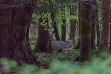 a majestic deer stands gracefully in the dense forest of berne, bathed in soft natural light. its rich brown coat contrasts beautifully with the lush green foliage, creating a serene, timeless scene.