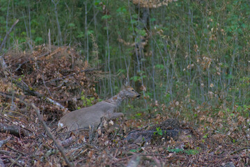 a majestic deer stands gracefully in the dense forest of berne, bathed in soft natural light. its rich brown coat contrasts beautifully with the lush green foliage, creating a serene, timeless scene.