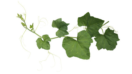 Pumpkin trailing vine plant stem with green leaves and tendrils on transparent background