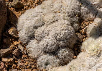 Epithelantha micromeris fluffy white cactus cluster growing on rocky terrain in desert
