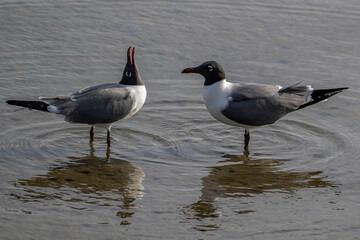 Laughing Gull Laughing at Another Laughing Gull
