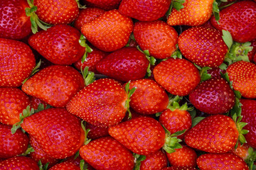 Plastic box full of strawberry between bushes on the farm. Harvest organic strawberry farm, berries, Fresh Strawberries in the box and in the background the lines of a strawberry plant in the field.